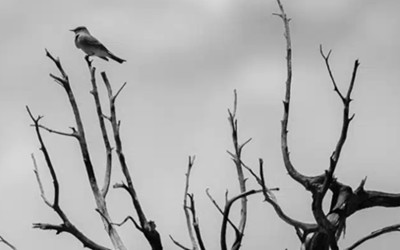 WE DO NOT KNOW WHAT WE ARE DOING